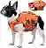 Best Dog Reflective Vests for Safer Walks in 2026