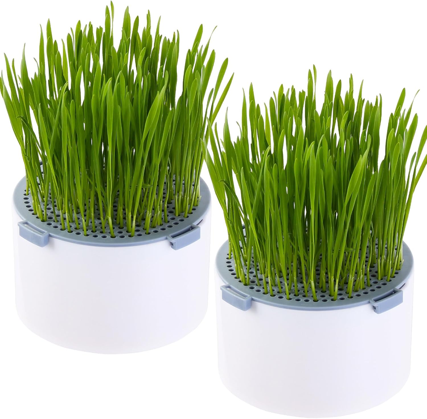 2Pcs Cat Grass Planter (no Seeds Included), Hydroponic Wheat Grass Kit, Soil Free, Anti Digging, Anti Grass Uprooted, Cat Grass for Indoor Cats Pets (2), Small, Sky Blue