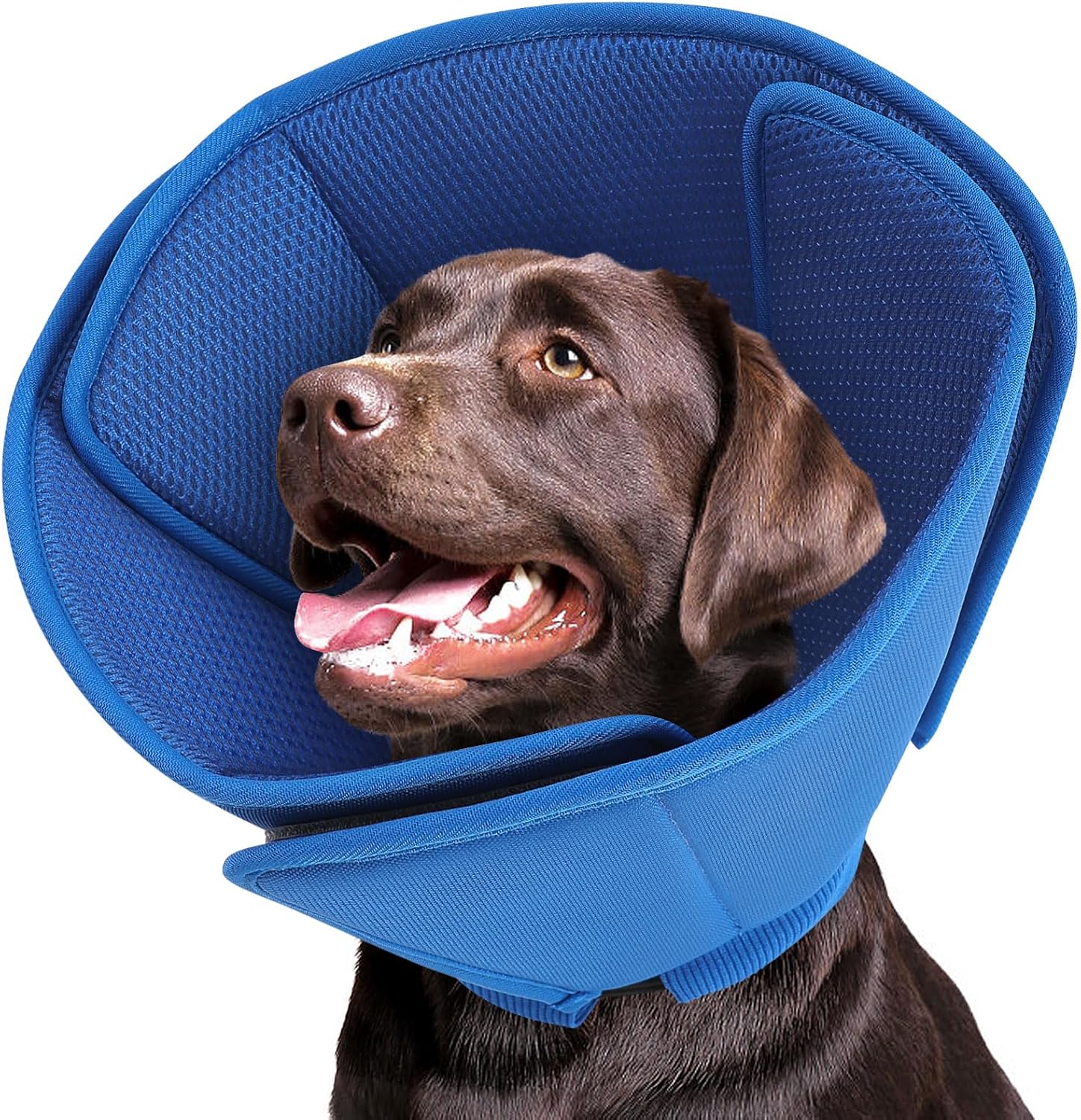 Meilleures collerettes de convalescence pour chien 2026: 3 modèles souples comparés