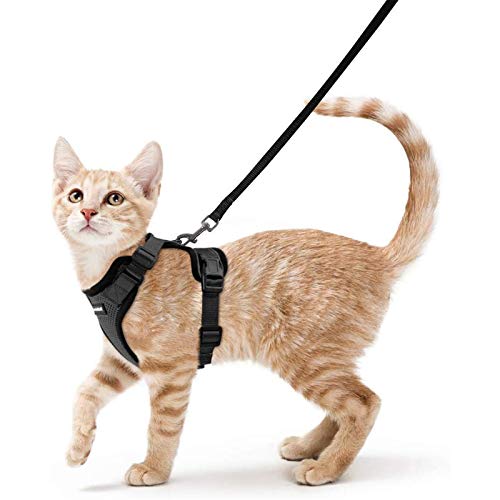 Best Cat Harnesses for Safe Walks in 2026